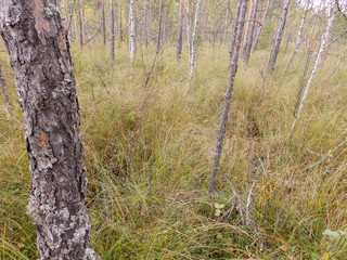 Wall Mural - bog landscape background with small birches, moss and grass