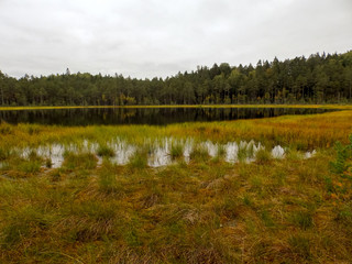 Wall Mural - landscape with swamp grass in the foreground and swamp lakes in the background