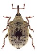 Beetle Cionus wittei on a white background