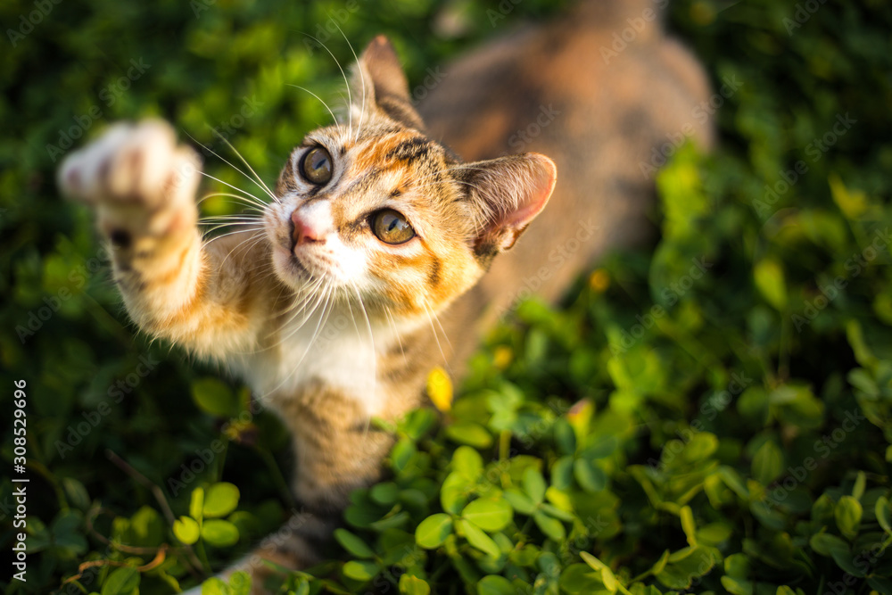 adorable cat is playing in the yard - obrazy, fototapety, plakaty 