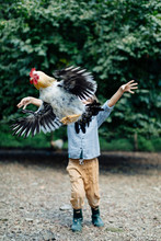 Boy Releasing Chicken On An Organic Farm