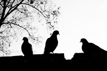 Silhouette Of Birds Standing On A Wall 