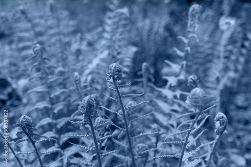 green ferm sprouts under sun