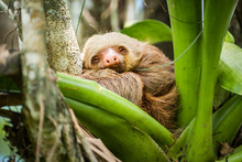 Hoffmann's Two-toed Sloth (Choloepus Hoffmanni), La Fortuna, Arenal National Park