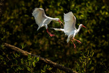 American White Ibis (Eudocimus Albus), Tarcoles River, Carara National Park, Puntarenas Province