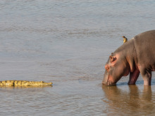 Hippopotamus (Hippopotamus Amphibius), With Nile Crocodile In South Luangwa National Park, Zambia