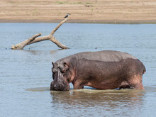 Hippopotamus (Hippopotamus Amphibius), South Luangwa National Park, Zambia
