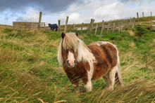 Red And White Shetland Pony In Field, A World Famous Unique And Hardy Breed, Westerwick, West Mainland, Shetland Isles, Scotland