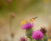 Painted Lady Butterfly On A Thistle