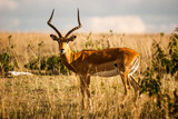 Fototapeta Sawanna - Animals in national park in Kenya, antelopes and similar.