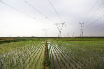 rice fields and electric towers in China