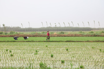 Wall Mural - Rice transplanting in China