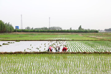 Rice transplanting in China