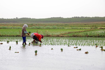 Rice transplanting in China