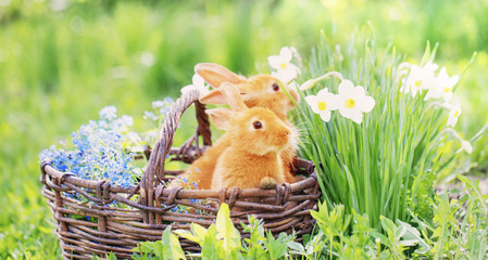 Little rabbits in basket with flowers on grass outdoor. Holiday Easter concept