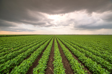 Soybean field ripening at spring season, agricultural landscape