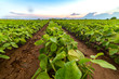 © Vesna - Soybean field ripening at spring season, agricultural landscape