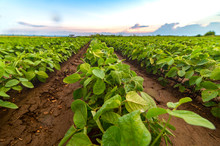 Soybean Field Ripening At Spring Season, Agricultural Landscape