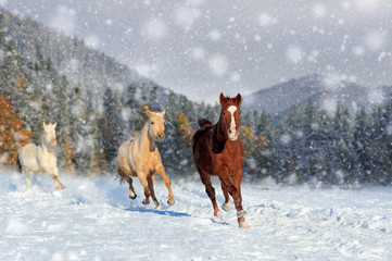 Fototapete - Horse in a snow on winter background