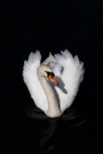 White Swan Swimming In A Lake On Black Background, Copenhagen, Denmark