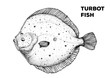 Turbot fish sketch. Hand drawn vector illustration. Seafood design element for packaging. Engraved style illustration. Can used for packaging design. Flounder fish label.