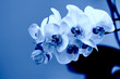 Classic Blue. Color of the Year 2020. delicate pink Orchid with dew drops close-up on light blue background