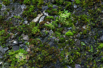 Wall Mural - The texture of tree bark with moss. Old tall trees with moss in forest. Trees with green leaves in forest.