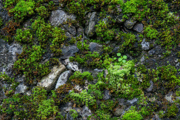 Wall Mural - The texture of tree bark with moss. Old tall trees with moss in forest. Trees with green leaves in forest.