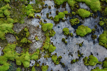 Wall Mural - The texture of tree bark with moss. Old tall trees with moss in forest. Trees with green leaves in forest.