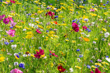 Field Of Colorful Flowers