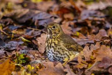 Sticker - song thrush