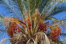 Date Palm Fruits, Cluster Of Date Fruits