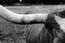 Closeup Detail Of Horn In Black And White On Texas Longhorn Cow.