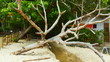 © SILVANOLIRYO - A natureza resiste ao tempo.