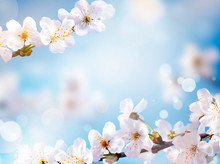 Cherry Blossoms Over Blurred Nature Background. Spring Flowers. Spring Background With Bokeh