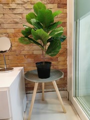 Wall Mural - Green potted plant on a coffee table on brown stone brick wall background. Modern interior decorations of a living room.