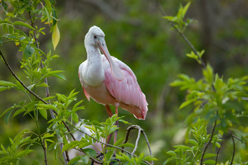 Wall Mural - Roseate Spoonbill (Platalea ajaja), Florida, USA