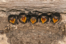 Barn Swallows (Hirundo Rustica) In The Nest.
