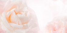Feminine Floral Background Of Soft Pink Rose