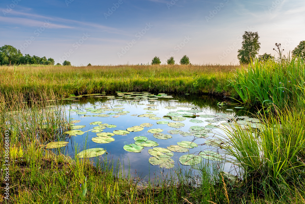 Natural pond in nature reserve near Bodegraven in the Netherlands. Pond with water lillies, reed and rich grassland. Wetlands biodiversity. - obrazy, fototapety, plakaty 