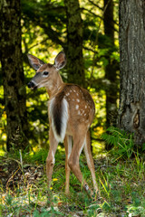 Wall Mural - Whitetailed dee fawn in thick forest
