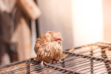 Poultry suffer from coryza (snot) disease with characteristic swelling in its eyes