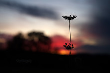 Nice Silhouette Of A Field Weed Among A New England Setting Sun.