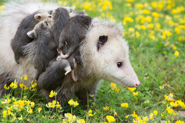 Close-up of Mama Opossum with her young 