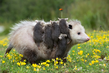 Mother Opossum carrying her babies