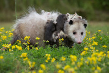 Mother Opossum With Babies