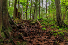 Twisted Exposed Gnarled Roots Of Pine Trees Growing On A Slope Of A Hill In Lynn Canyon Park Forest In Vancouver, Canada