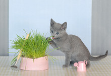 Seven Habits Of Highly Effective Kittens: Series Funny Photos Of Kittens, Who Can Hang Clothes, Cooking, Bring Beauty. Kitten, Skill One - Farmer, Gardener, Growing, Eat Oats, Nibbling On Green Grass