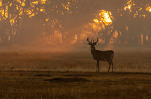 A Beautiful White-tailed Deer Buck At Sunrise