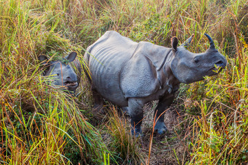 Indian rhinoceros (Rhinoceros unicornis) in Kaziranga national park, India